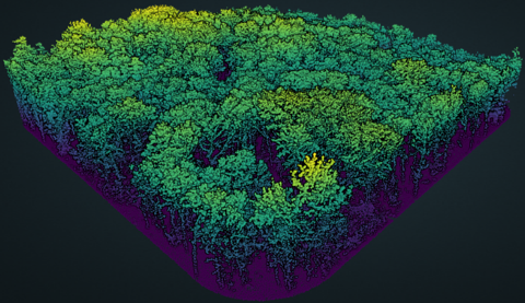 Canopy Layer