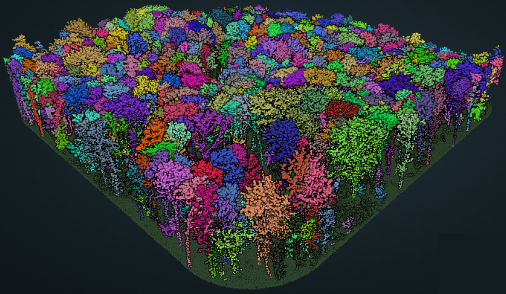 Segmented Trees